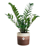 colour gradient round 18cm marrone cedro